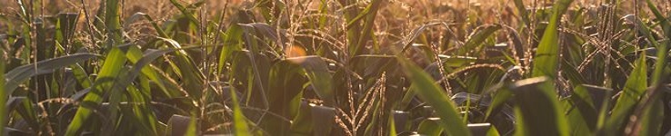 close-up corn field tops