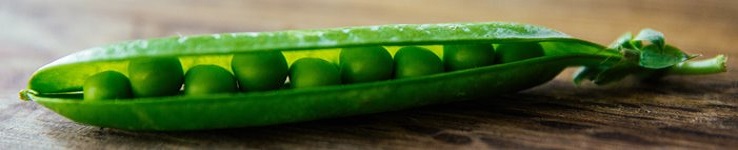 close-up half open pea pod