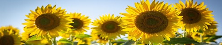 close-up sunflowers