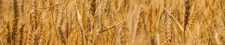 close-up wheat growing