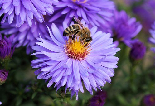 bee flower