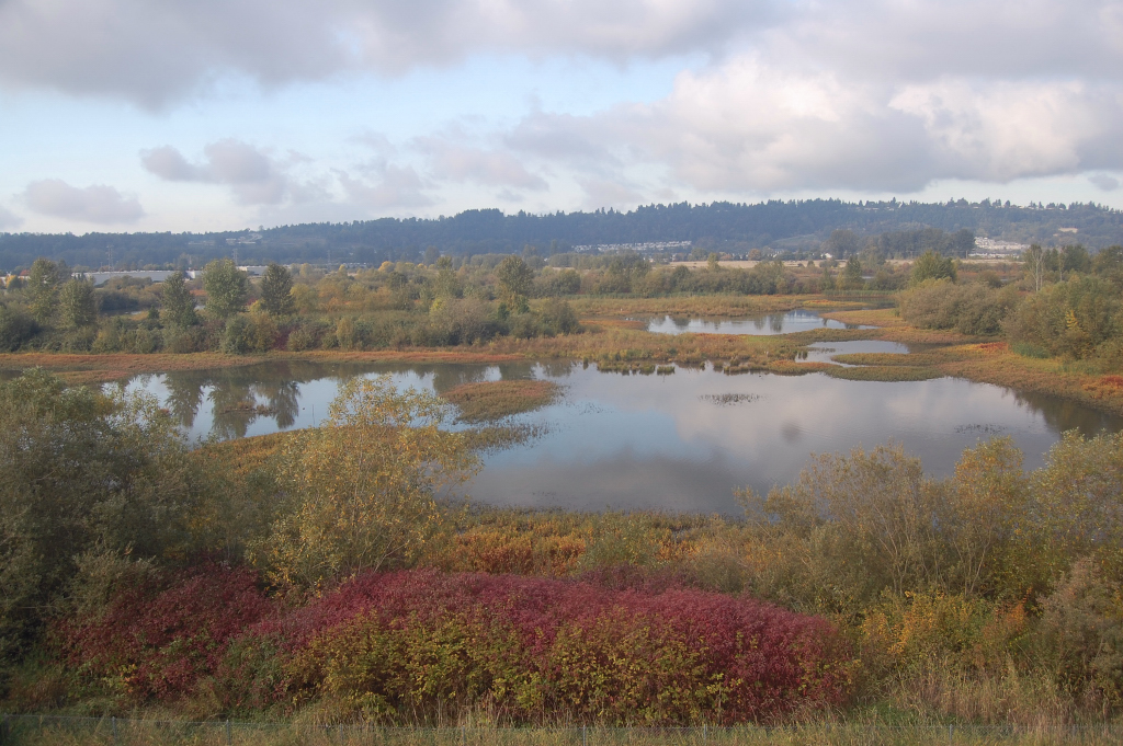 Standing water at Green River Natural Resources Area