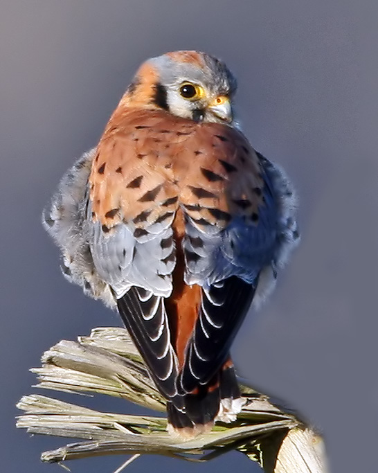 American kestrel, taken by Dan Streiffert