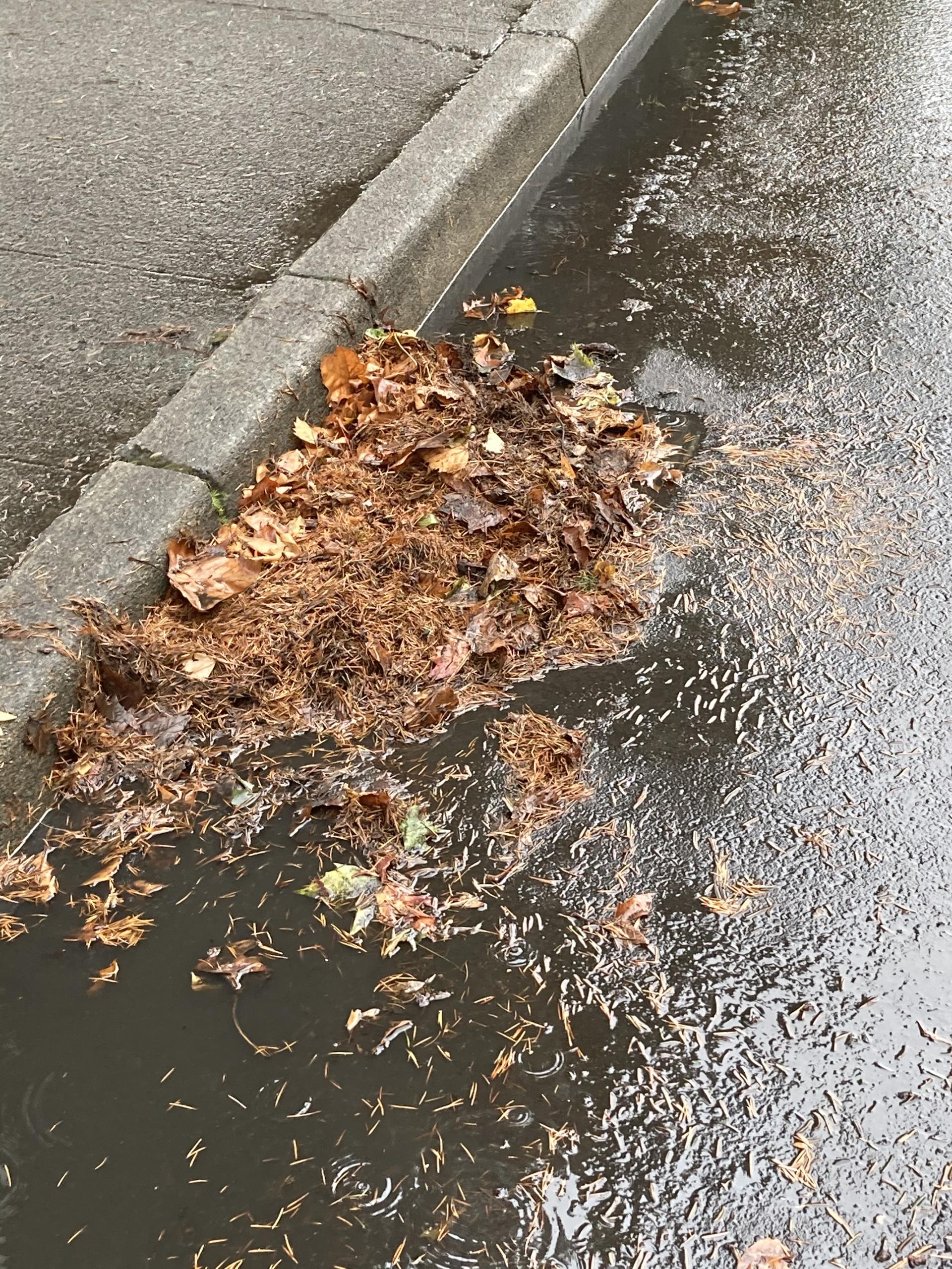 Leaves covering catch basin