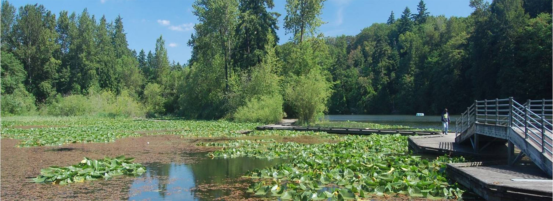 Lily pads over the wetlands as a boardwalk winds around.