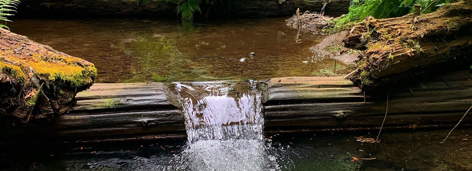 Water in a creek flowing over a log