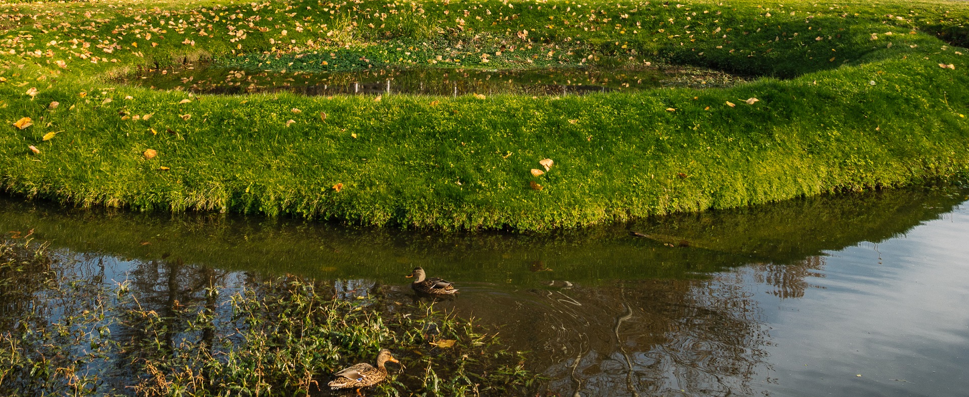 Two female Mallard ducks in water near a grassy edge