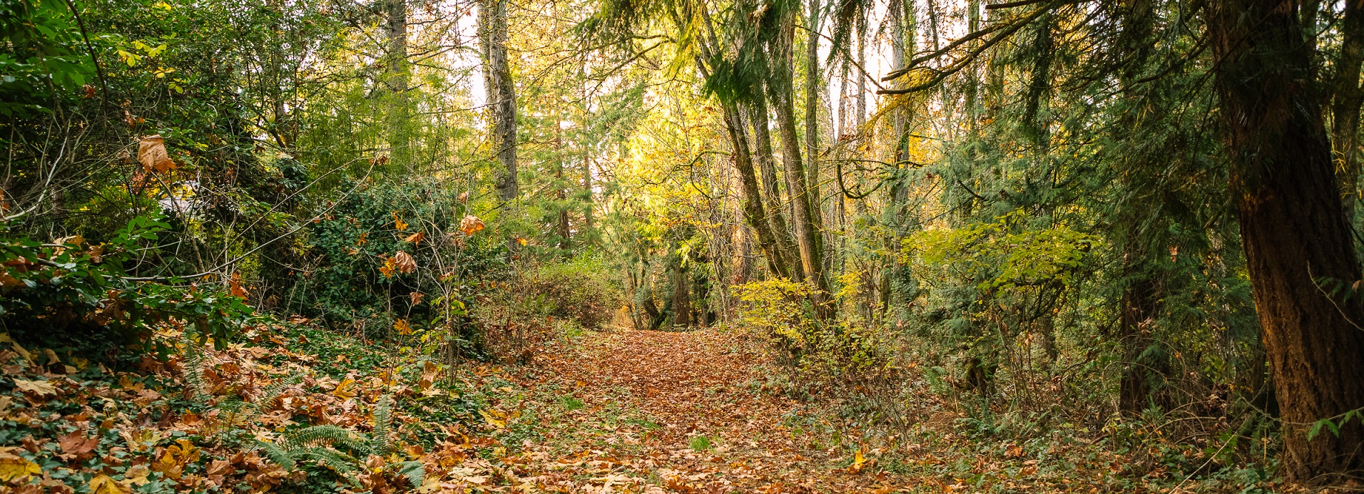 A leaf-covered footpath through the trees