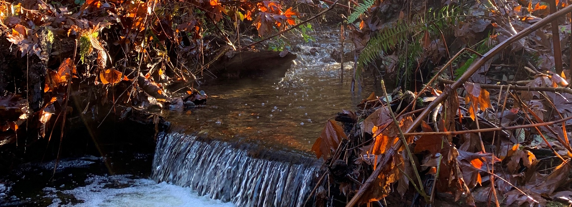 A small cascade of water over a rock ledge in a creek