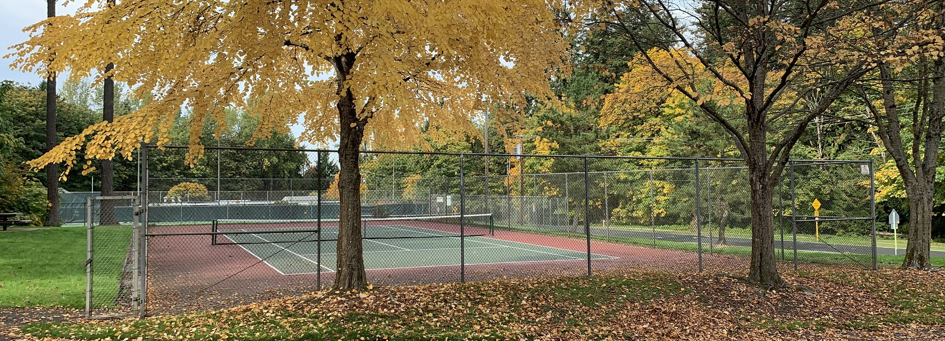 Trees with yellow leaves by a fenced tennis court