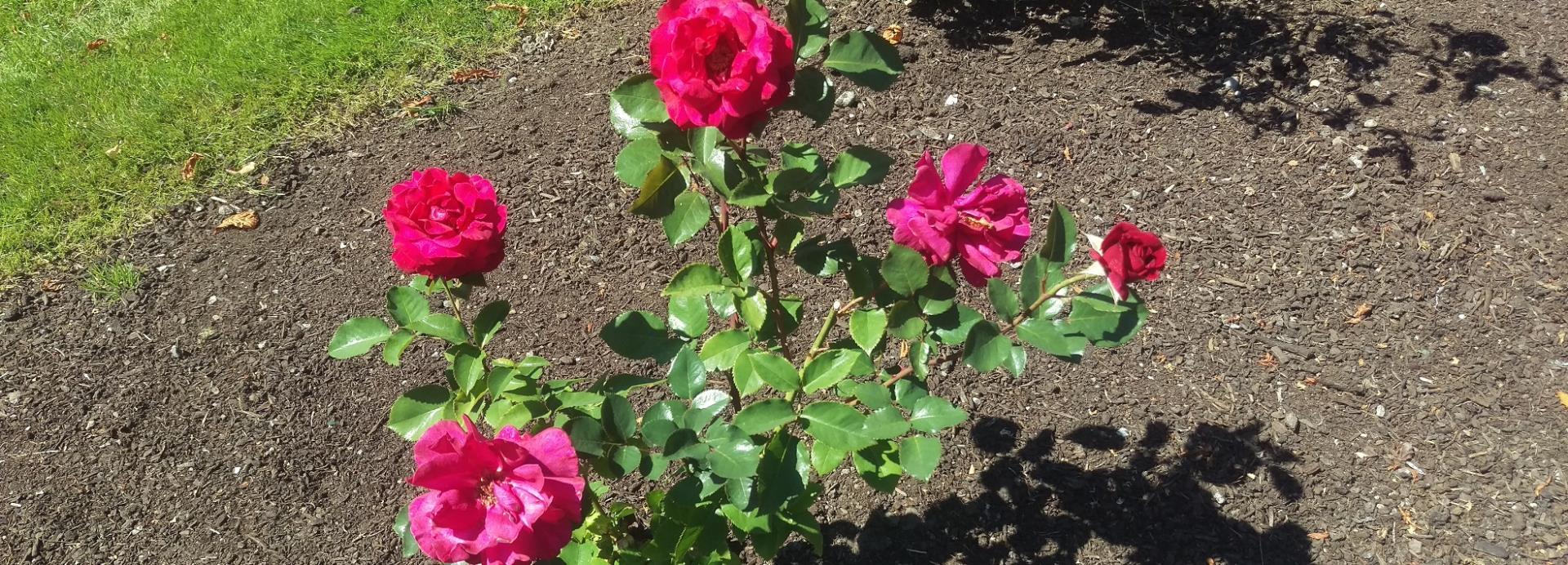 Four dark pink roses blooming on a rose bush with green leaves