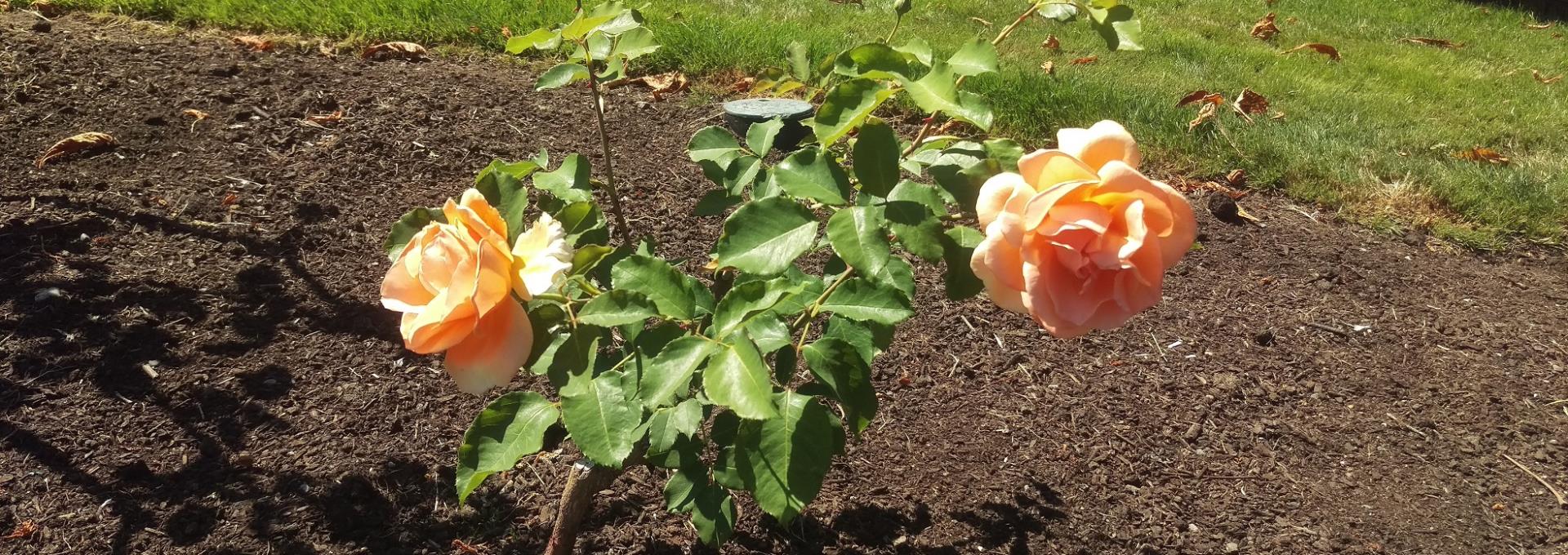 Two pale orange roses blooming on a rose bush with green leaves