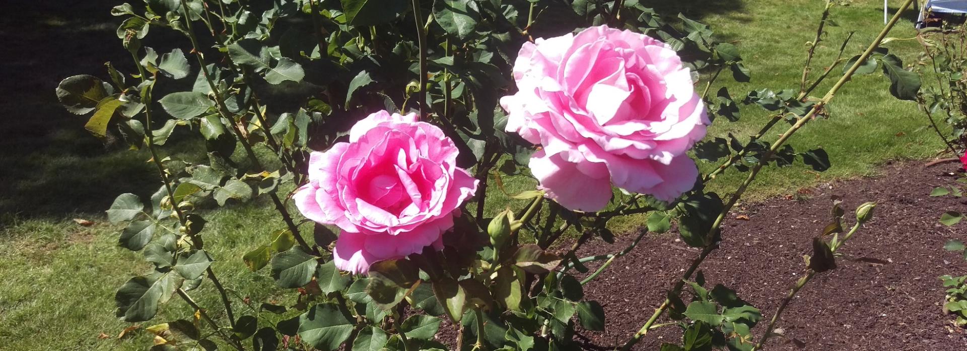 Two pink roses blooming on a rose bush with green leaves