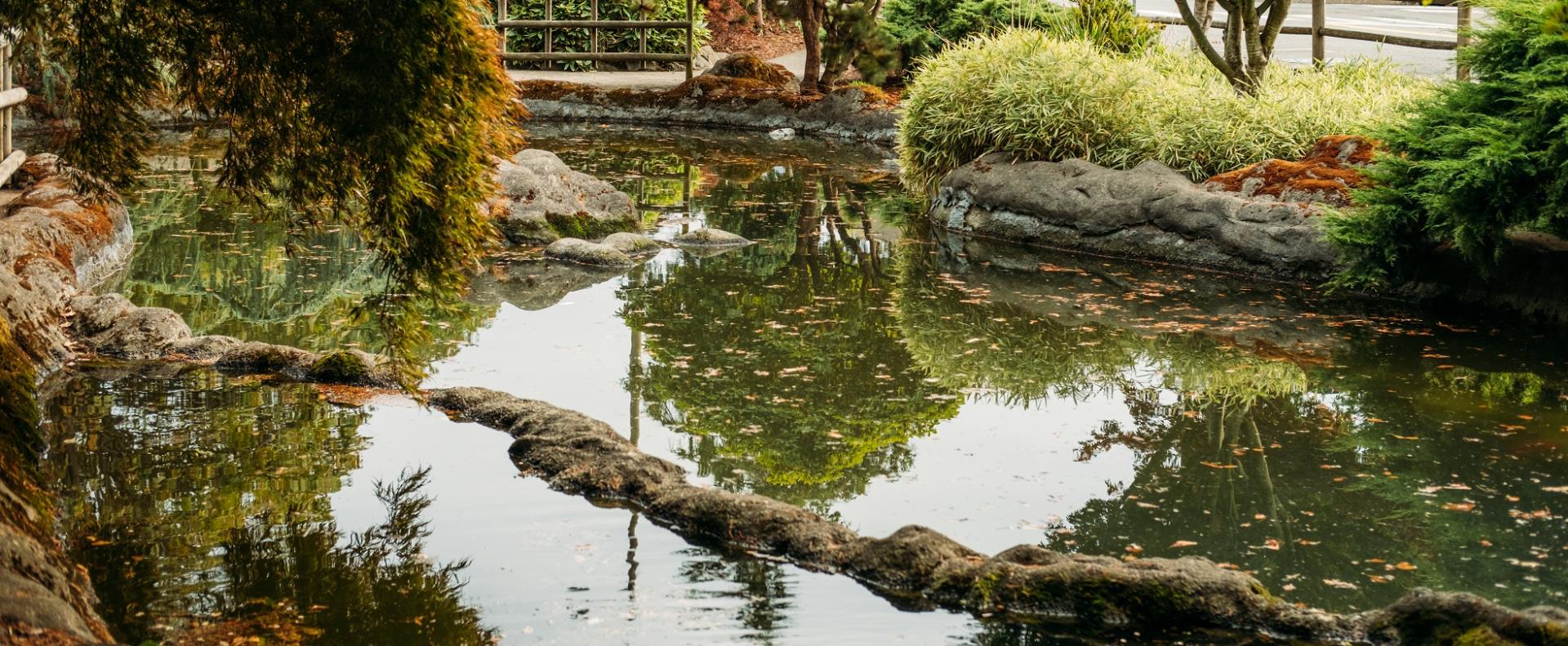 Koi pond with landscaping and floating Japanese maple leaves