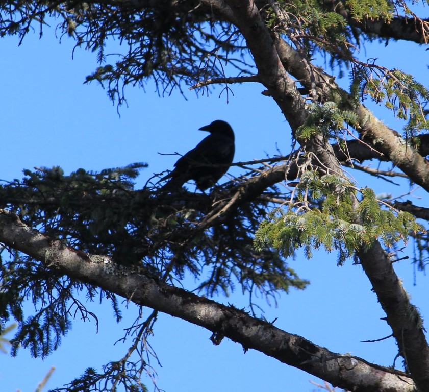 MaryAnn Cagley - A Bird&#39;s View (Medium)