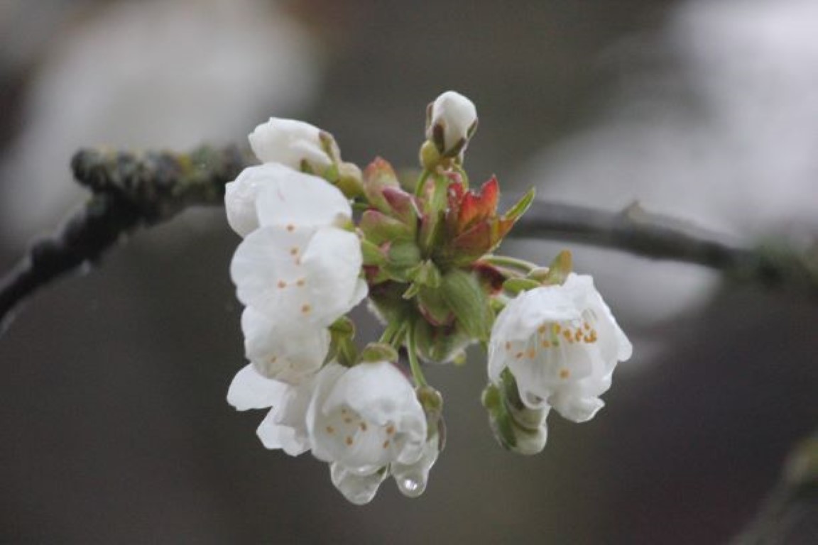 MaryAnn Cagley - Spring Bloom (Medium)