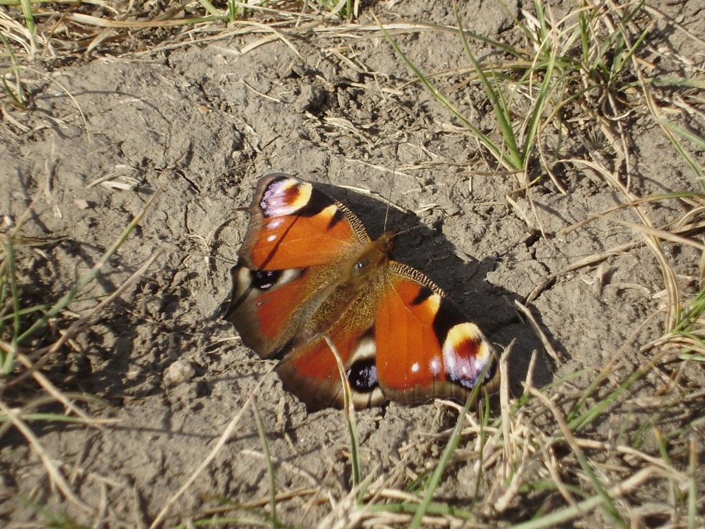 Maxim Petrov - Lepidoptera (Medium)