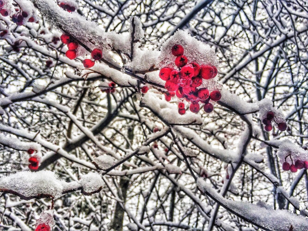 Michael Eggers - Snow Berries (Medium)