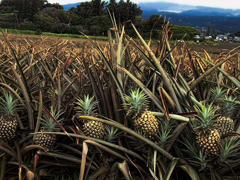 Ricki Peto - Pineapple at dusk in Maui (Medium)