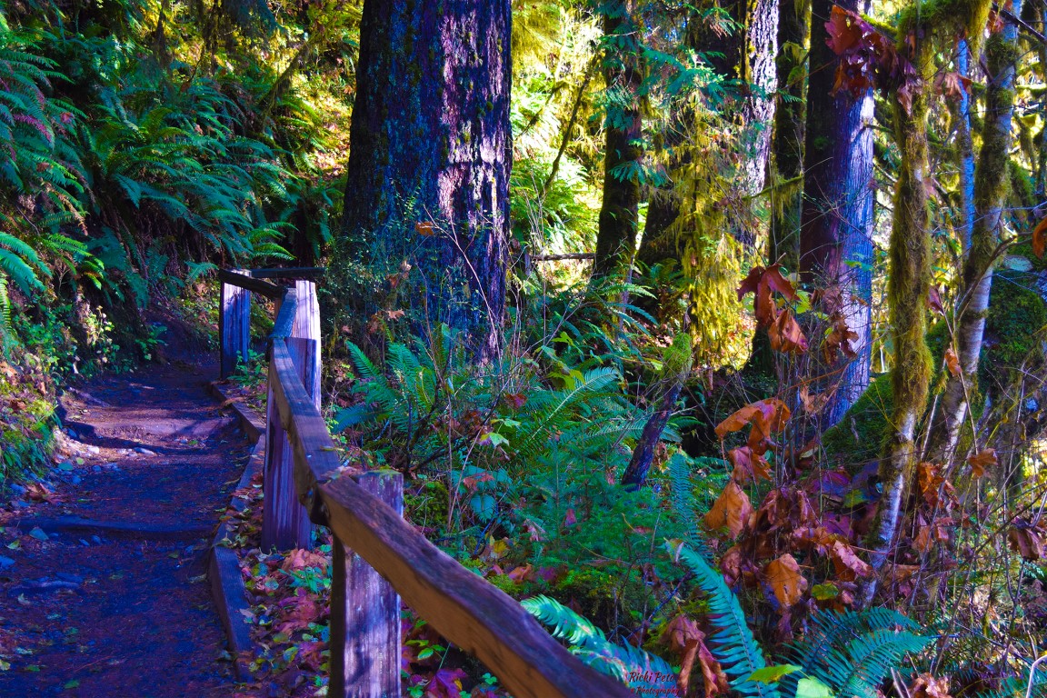 Ricki Peto - Walking in the Washington Rainforest (Medium)